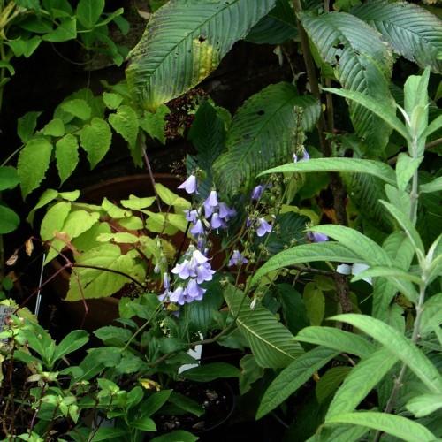Tubular blue flowers that hang from tall green stems with green lance-shaped leaves