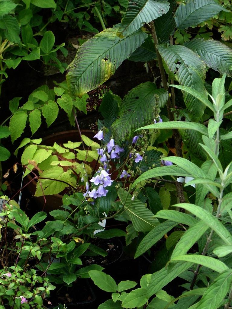 Tubular blue flowers that hang from tall green stems with green lance-shaped leaves