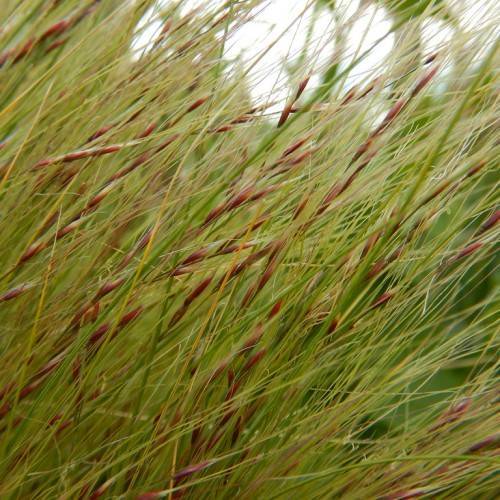 long, narrow, pale-green, arching leaves with burgundy, tiny flowers
