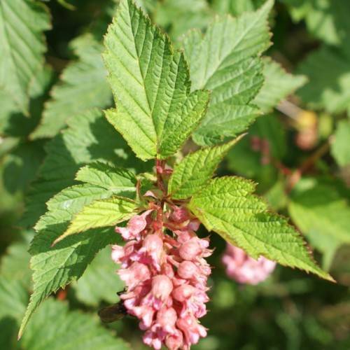 pink flowers with lime-green leaves and stems