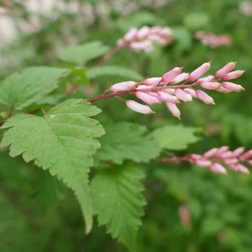 light-pink flowers with green leaves and red stems