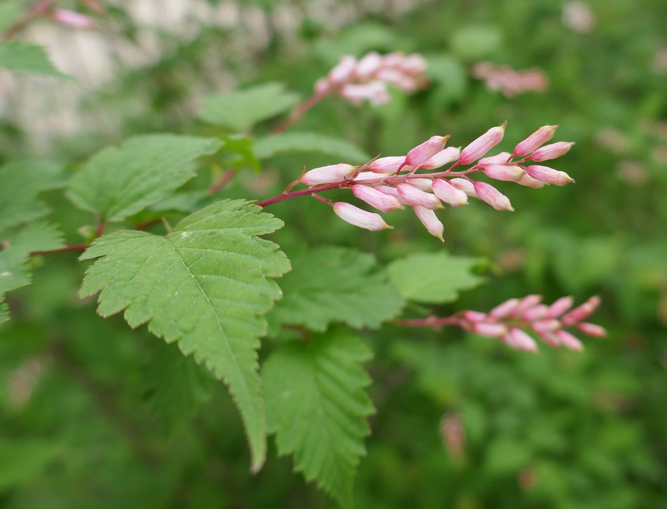 light-pink flowers with green leaves and red stems