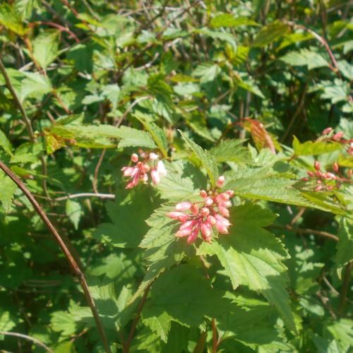 Magenta-white flower with magenta buds and petiole, green leaves and brown stems.