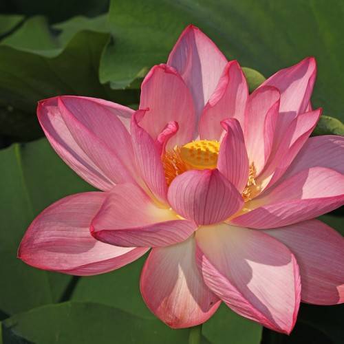 Pink-white flower with yellow-orange center, yellow stamen, green leaves and stems.