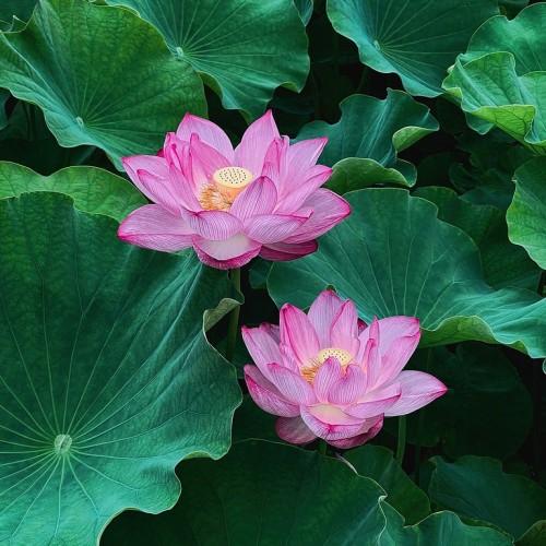 Magenta Flower with beige stigma and stamens, white veins, green leaves and stems,