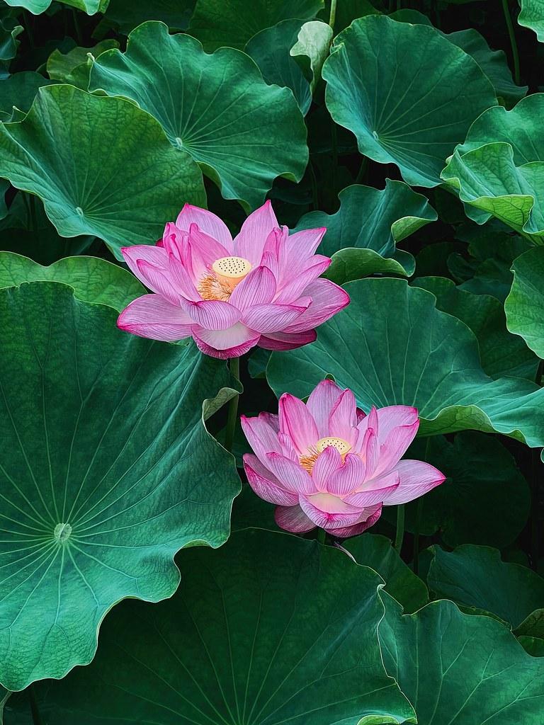 Magenta Flower with beige  stigma and stamens, white veins, green leaves and stems, 