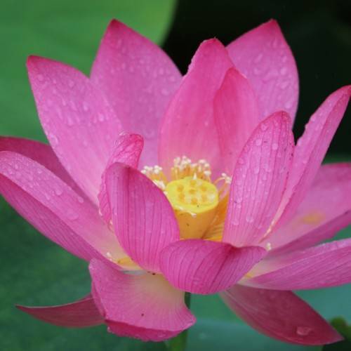pink flower with yellow center, white anthers, yellow filaments and green leaves