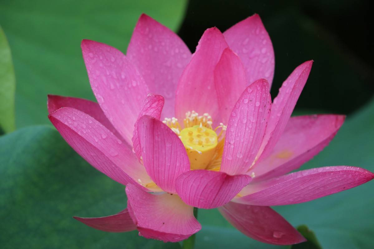 pink flower with yellow center, white anthers, yellow filaments and green leaves