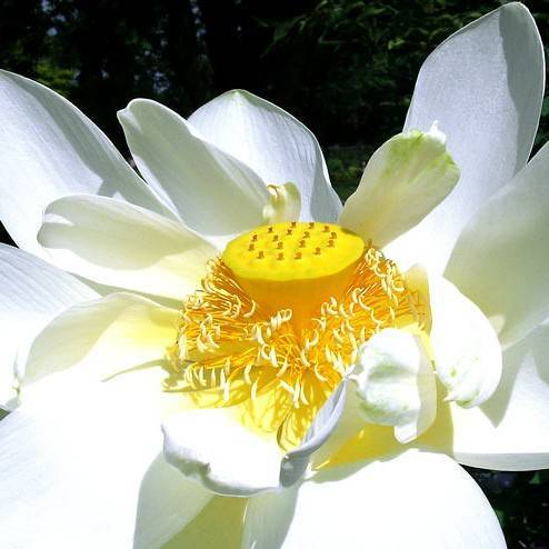 bright-white, smooth flower with bright-yellow filaments, and white anthers