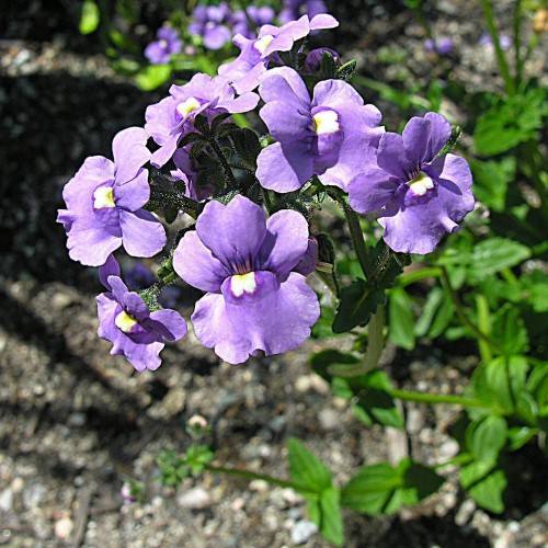 twitch purple, smooth flowers with white central tints, green, hairy sepals, and green, hairy stems
