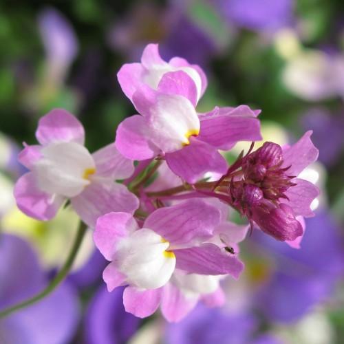 Magenta-white flower with magenta buds, green stem.

