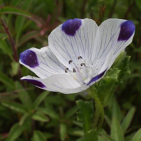cup-shaped, white flower with blue tints, black-white stamens, and hairy, pale-green stems