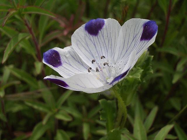cup-shaped, white flower with blue tints, black-white stamens, and hairy, pale-green stems