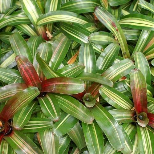 red-green flowers
