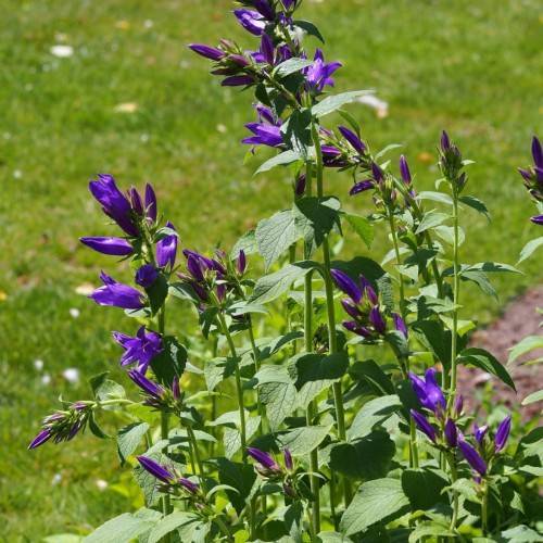 purple-blue flowers and buds with green leaves and stems