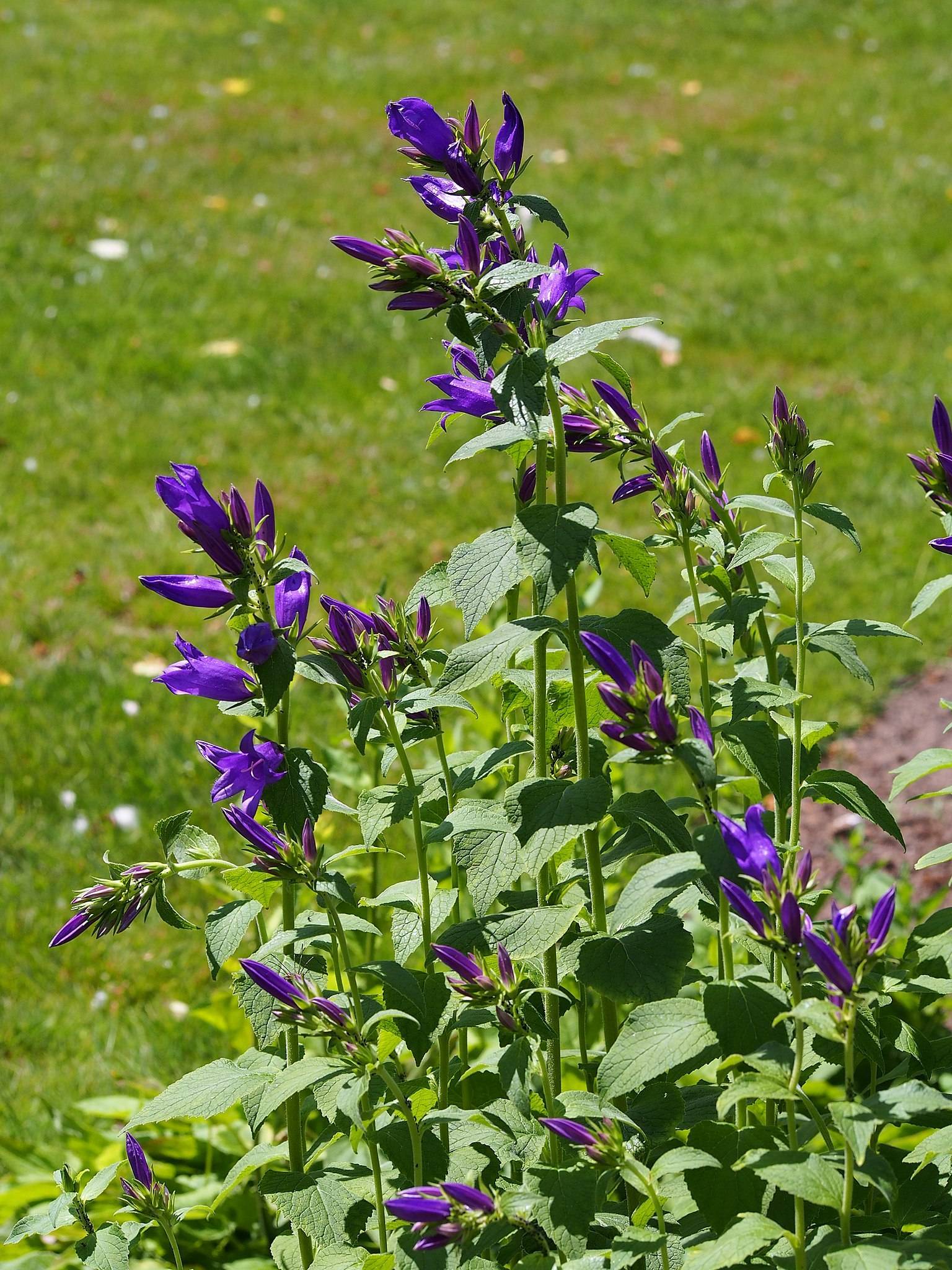 purple-blue flowers and buds with green leaves and stems