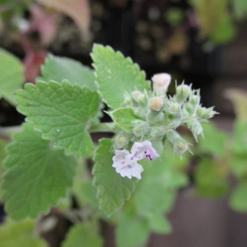cluster of small, white flowers and green, velvety buds, green, heart-shaped, toothed leaves