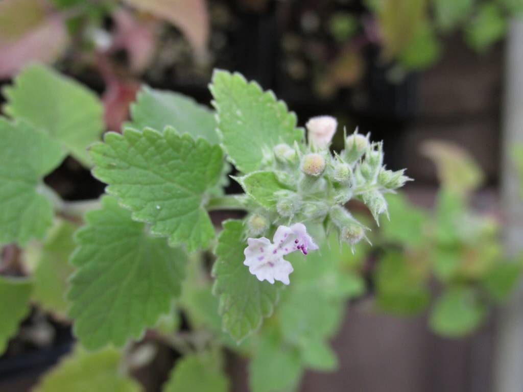 cluster of small, white flowers and green, velvety buds, green, heart-shaped, toothed leaves