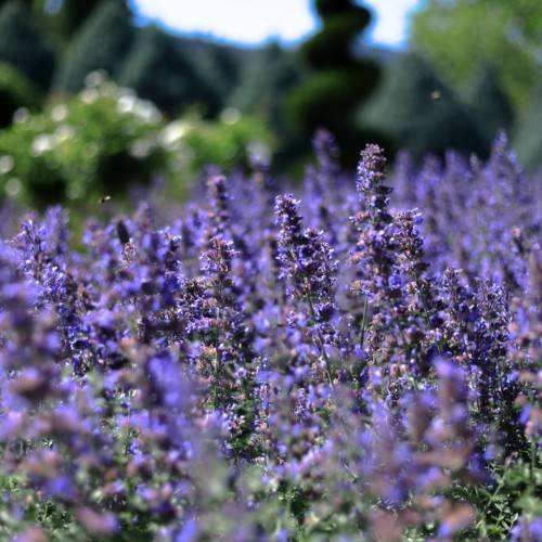 blue-gray flowers with green leaves and gray-green stems