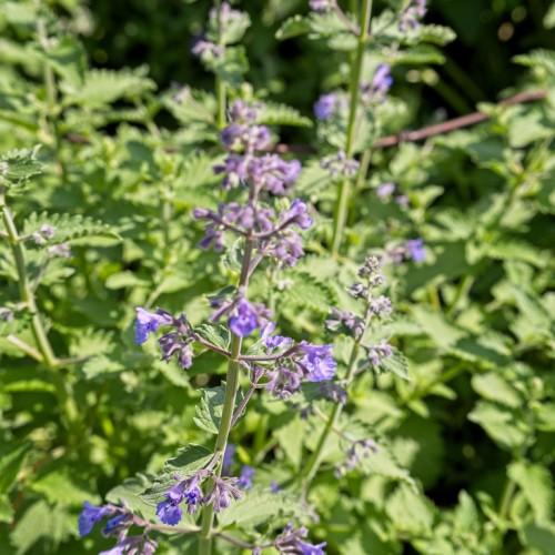 Violet flowers with purple petiole, green leaves and stems