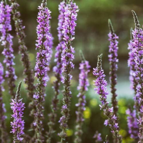 light-purple flowers with brown-green foliage and stems