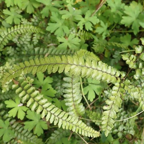 Dark green leaves with serrated edges and brown stems.