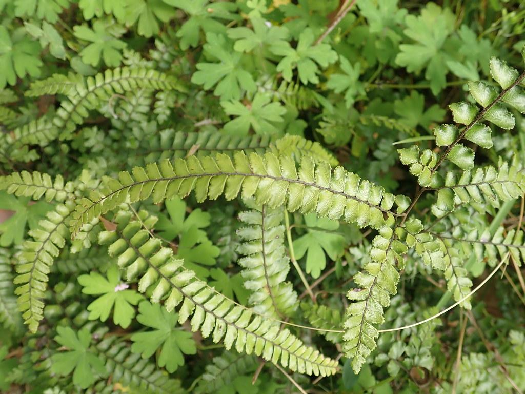 Dark green leaves with serrated edges and brown stems. 