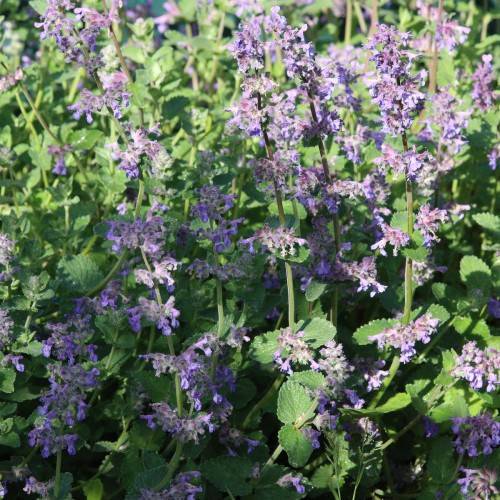 purple-blue flowers with green leaves and stems