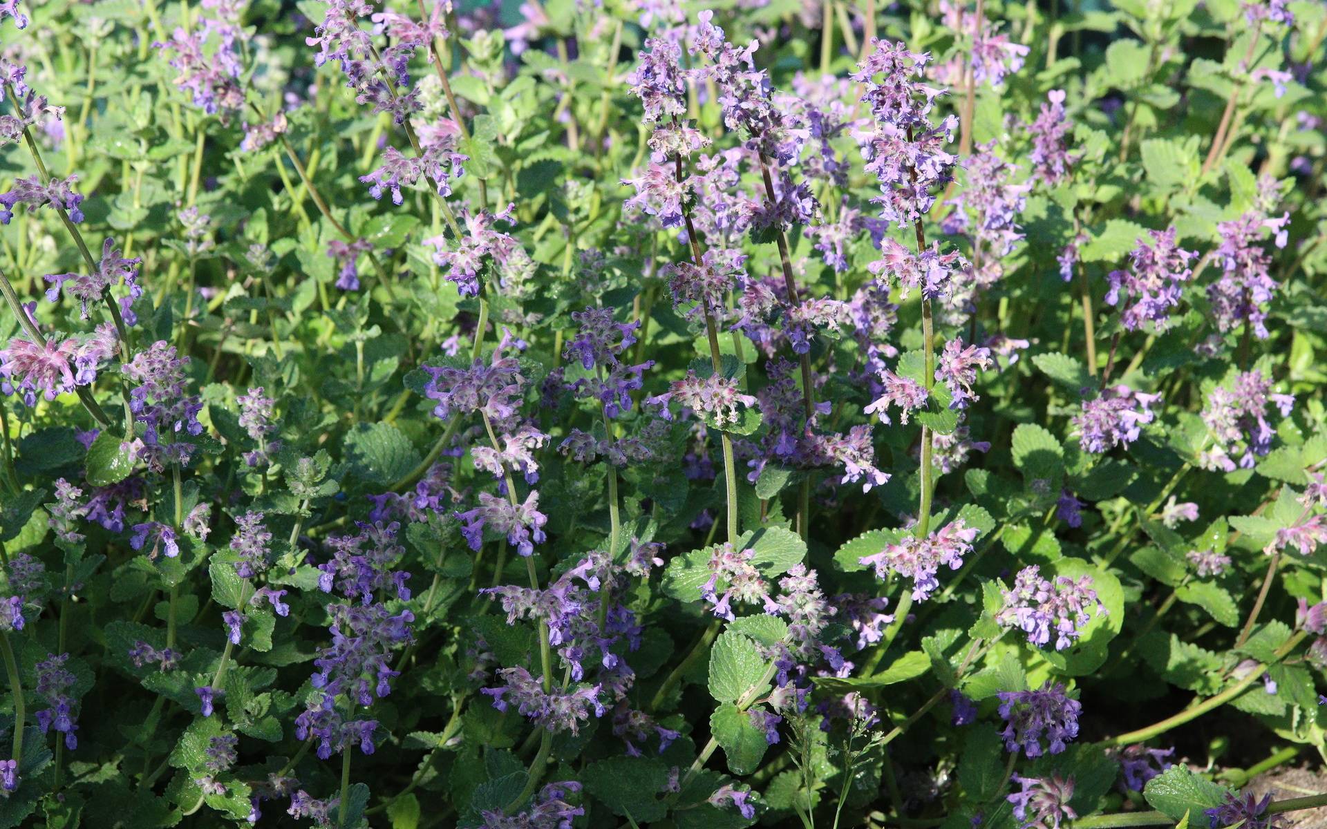 purple-blue flowers with green leaves and stems