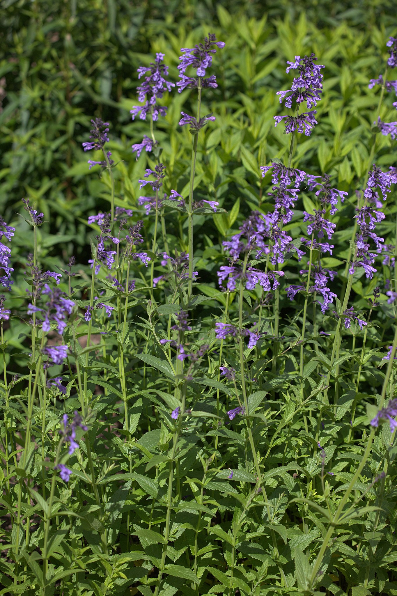 purple-blue flowers with green leaves and stems