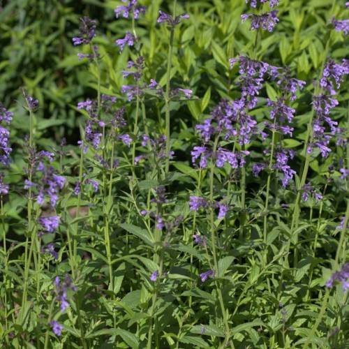 purple-blue flowers with green leaves and stems