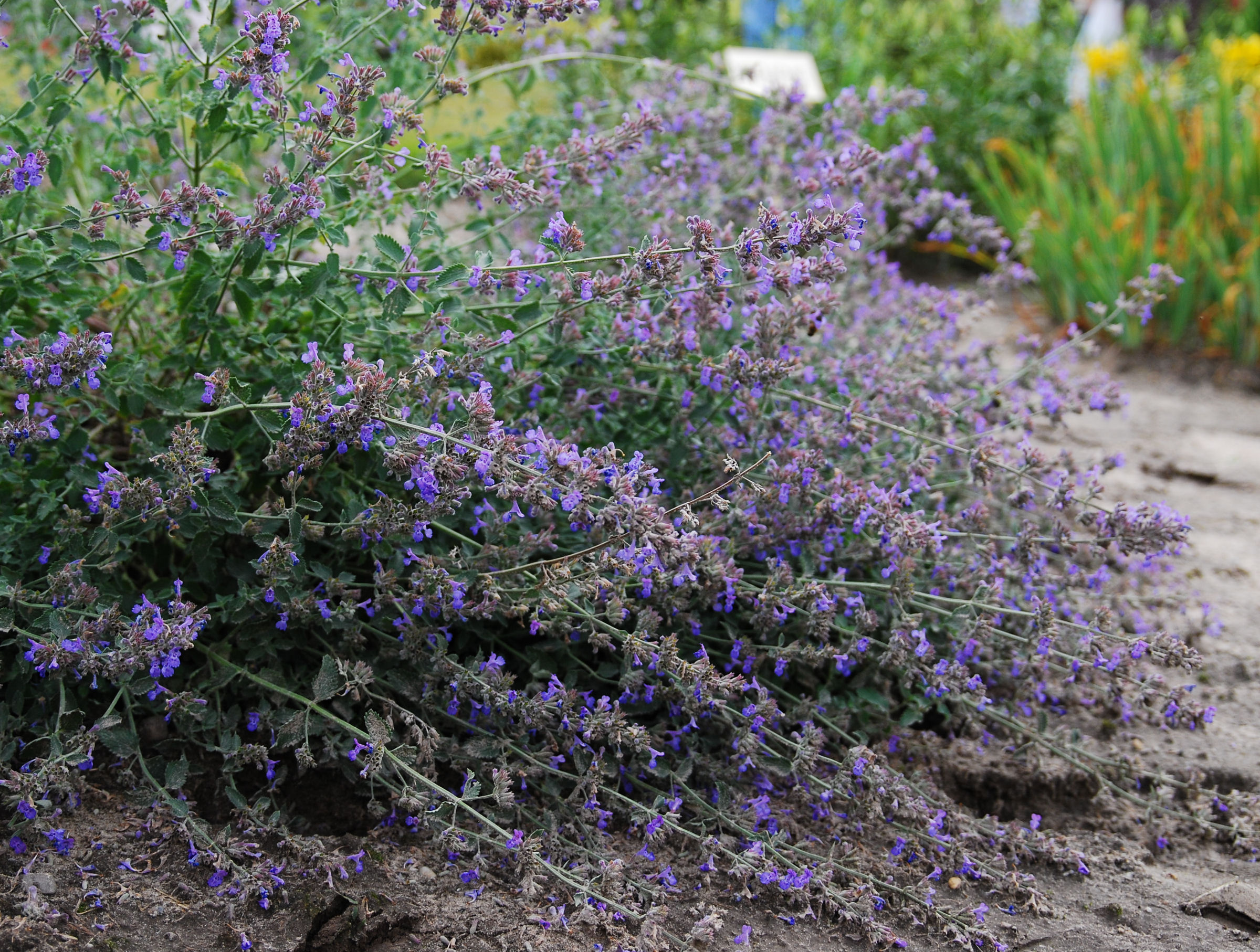 purple-blue flowers with green leaves and gray-green stems