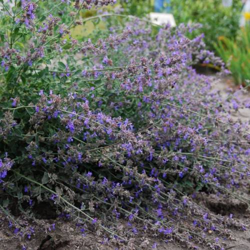 purple-blue flowers with green leaves and gray-green stems