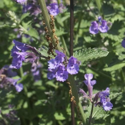 cluster of small, purple flowers with green, slender stems, and green, shiny, toothed leaves