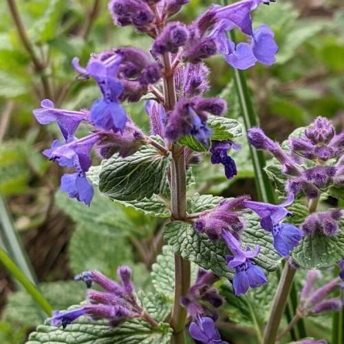 purple-blue flowers with green leaves and purple-green stems