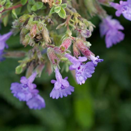 cluster of small, funnel-shaped, purple flowers with hairy, red-green sepals, and small, green, toothed leaves