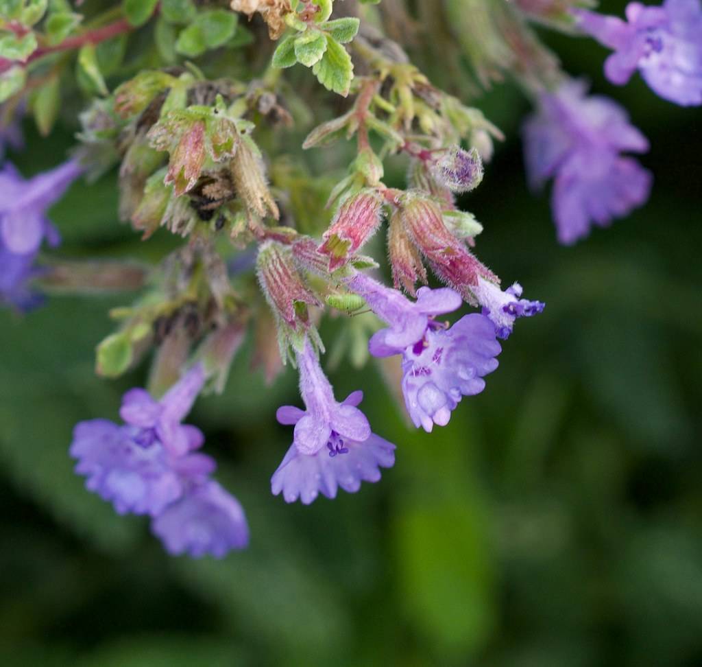 cluster of small, funnel-shaped, purple flowers with hairy, red-green sepals, and small, green, toothed leaves