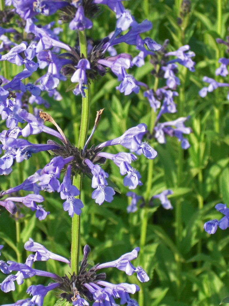 cluster of small, tubular-shaped, purple-blue flowers with green, slender stems