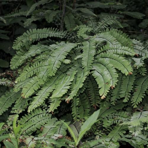 Dark green leaves with serrated edges and brown stems.