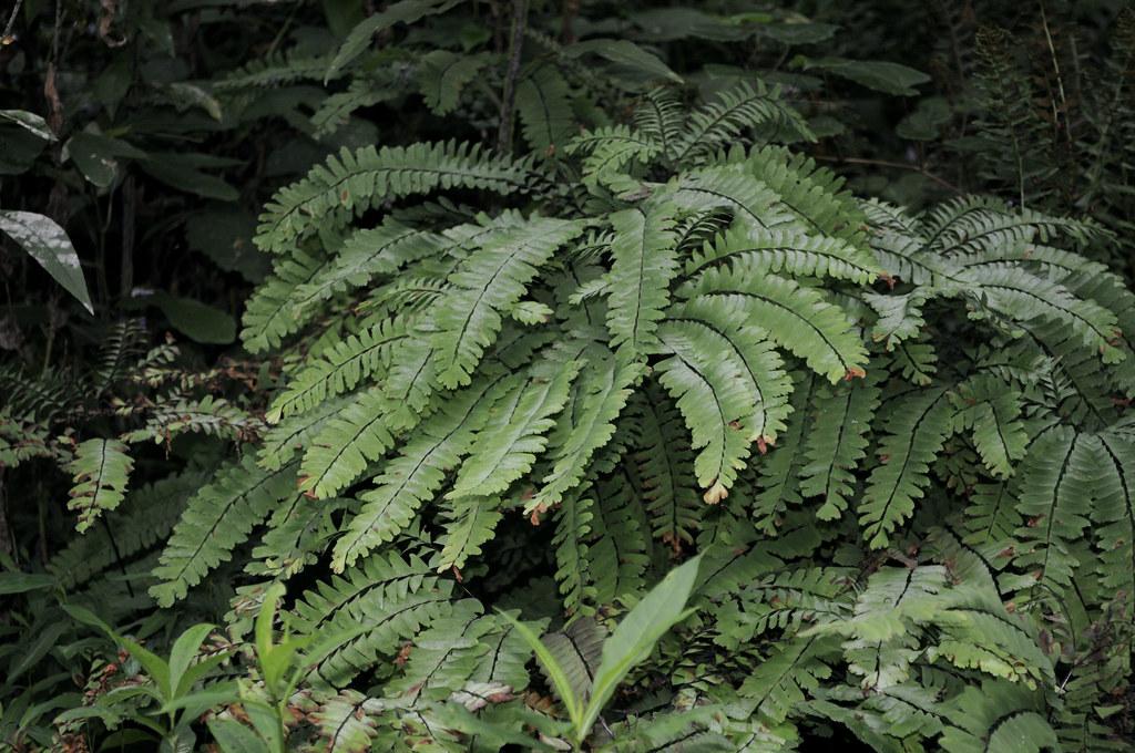 Dark green leaves with serrated edges and brown stems.