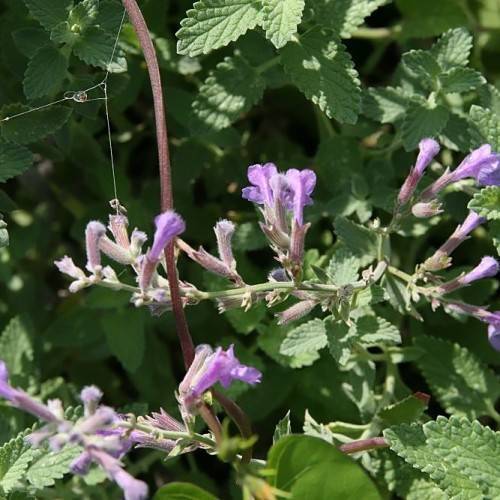 light-purple flowers with purple-pink sepals, green leaves and brown-green stems