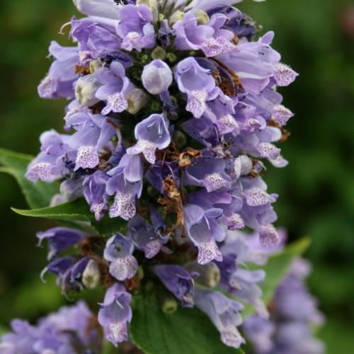 Violet flower with stigma. violet style, blue anthers, blue-white filaments, off-white buds and green leaves
