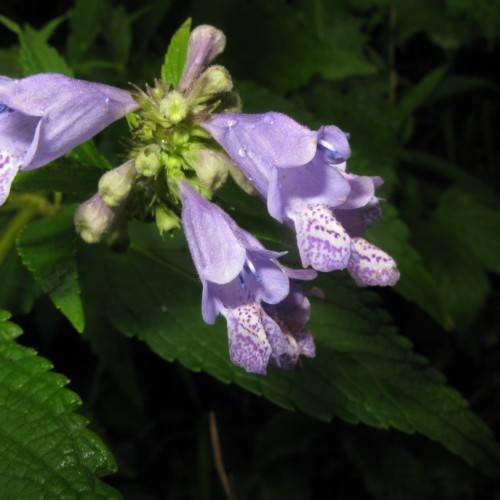 purple-white flowers, lime-purple buds with green leaves and stems