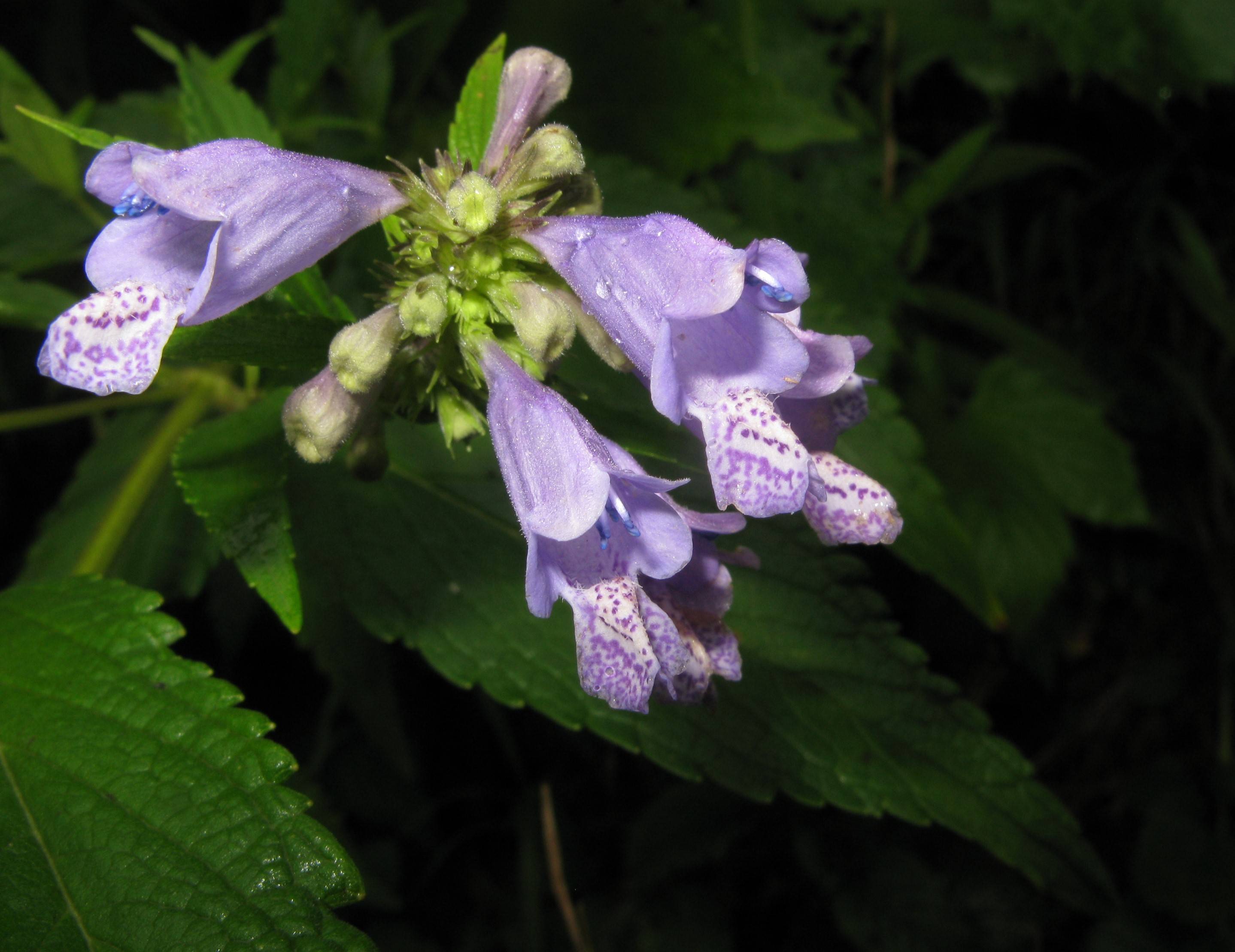 purple-white flowers, lime-purple buds with green leaves and stems