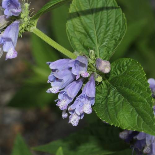 blue-white flowers with green leaves and lime stems