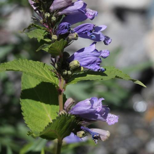 blue-purple flowers with green-purple buds, lime-green leaves and brown-green stems