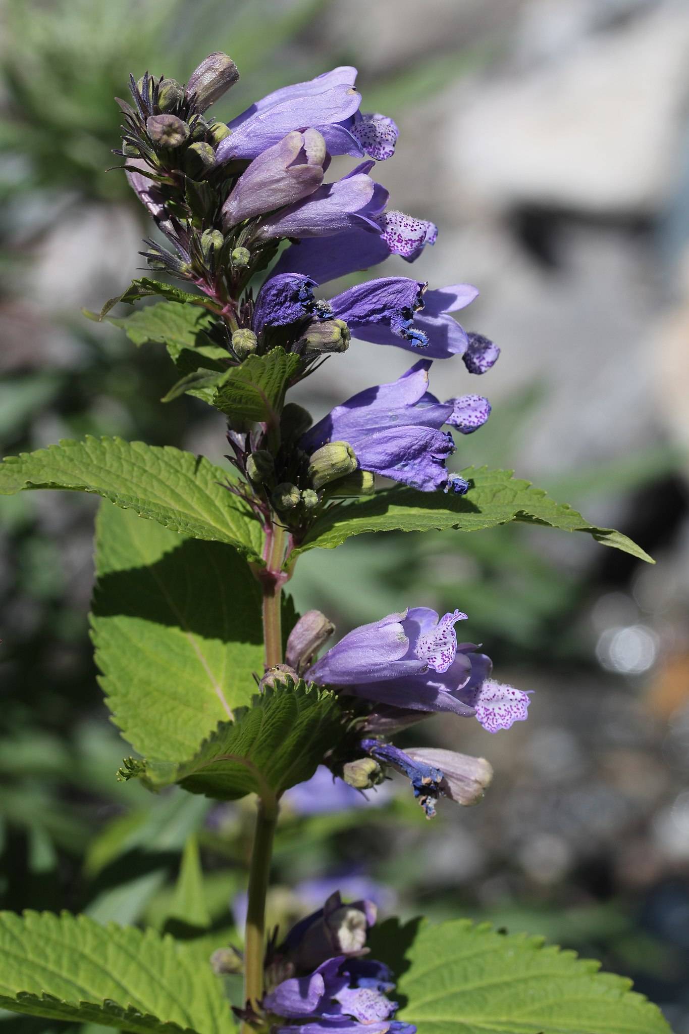 blue-purple flowers with green-purple buds, lime-green leaves and brown-green stems