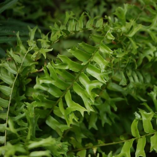 Green leaves and stems
