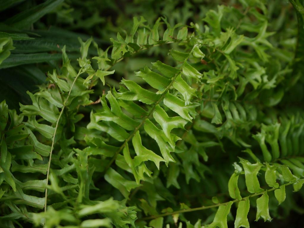 Green leaves and  stems