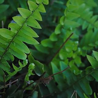 Green leaves with buds black midrib and brown stems